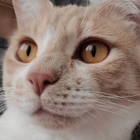 やなはる 会員画像