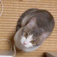 ペンタ 会員画像