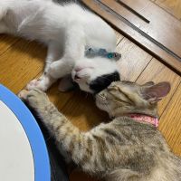 ネコフロ 会員画像