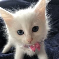 どさんこと猫 会員画像