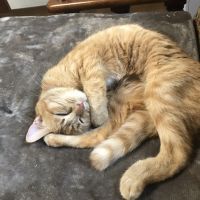 こりんきーさん