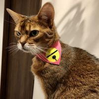 あかちょこさん