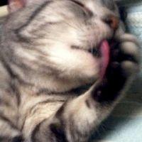 会員画像