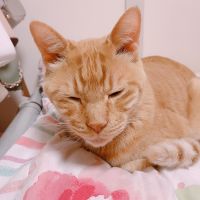 ミホりん 会員画像