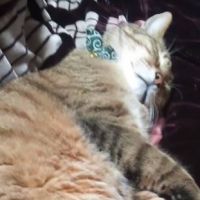 ヤンニョムさん