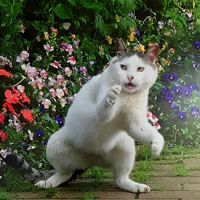 タマんこさん