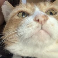 KSMママ 会員画像