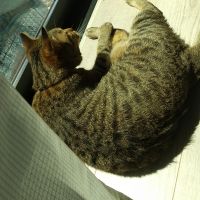 ねこらぶぅー 会員画像