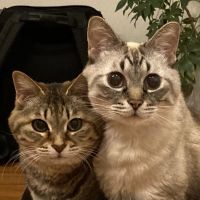 ちゃいぺこ 会員画像