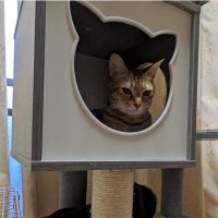 おさよ猫 会員画像