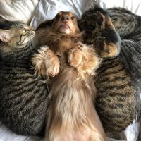 フーコロ 会員画像