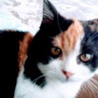 きなこひめ 会員画像