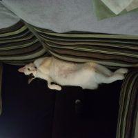 しばぴよ 会員画像