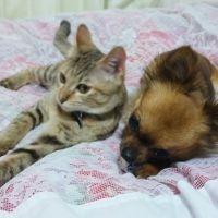 ここうめ 会員画像