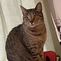 ピコ1027 会員画像