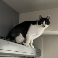 あやにゃんころむし