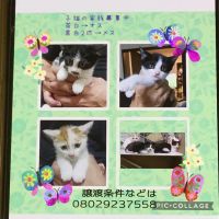 まゆつばき 会員画像