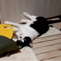 ちょぼすけさん