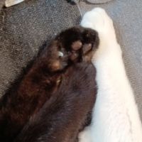 コーラサワー 会員画像