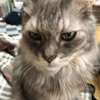 シマツファルコンさん