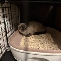 ふみふみまんさん
