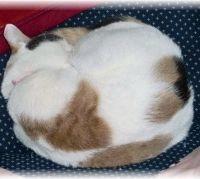 narune-ne 会員画像