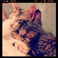 Nayu-Kuku 会員画像