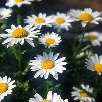 nyanko39 会員画像