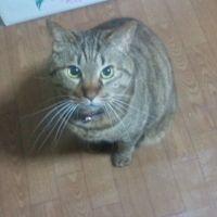 ちぃずかまぼこ 会員画像