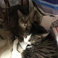 いぬねこちひろさん