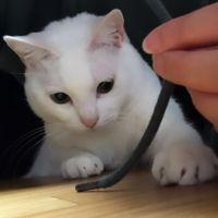 ちびまま 会員画像