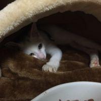 白光さん