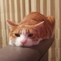 かける元気 会員画像