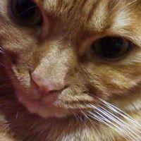 フィンク 会員画像