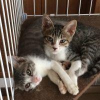 猫ヒロ 会員画像