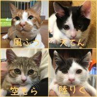 会員画像