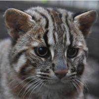 猫K 会員画像