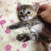 もふことよーだ 会員画像