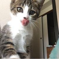 マルタマ 会員画像