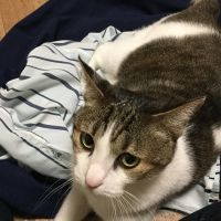 猫オタク 会員画像