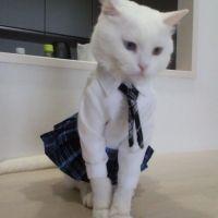 家なき猫友 会員画像