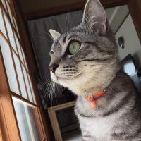 カルちゃんパパ 会員画像