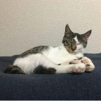 もーぽんちゃん 会員画像