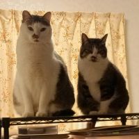 ムック猫さん