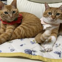 みかぽんたすさん