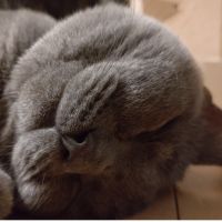 ちゃちゃね 会員画像