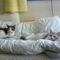 獅子丸サリー 会員画像