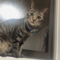 どらにゃん 会員画像