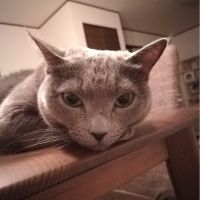 もんこずさん