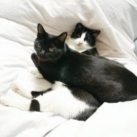 モフミ 会員画像